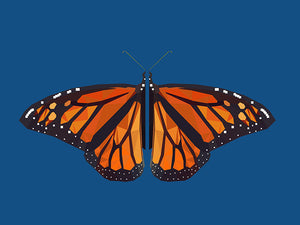 Open image in slideshow, Monarch - Limited Edition Print
